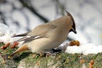 chochlac seversky_foto_boso chochlac seversky_foto_boso