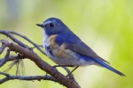 tarsiger-cyanurus_male_photo-stanislav-harvancik007