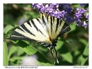 Vidlochvost ovocný (Iphiclides podalirius)