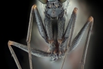 Drava-mucha-z-celade-Dolichopodidae