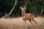 Srnec lesny (Capreolus capreolus)