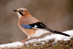 radimir-siklienka-sojka-skriekava radimir-siklienka-sojka-skriekava